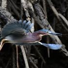 Grünreiher im Flug