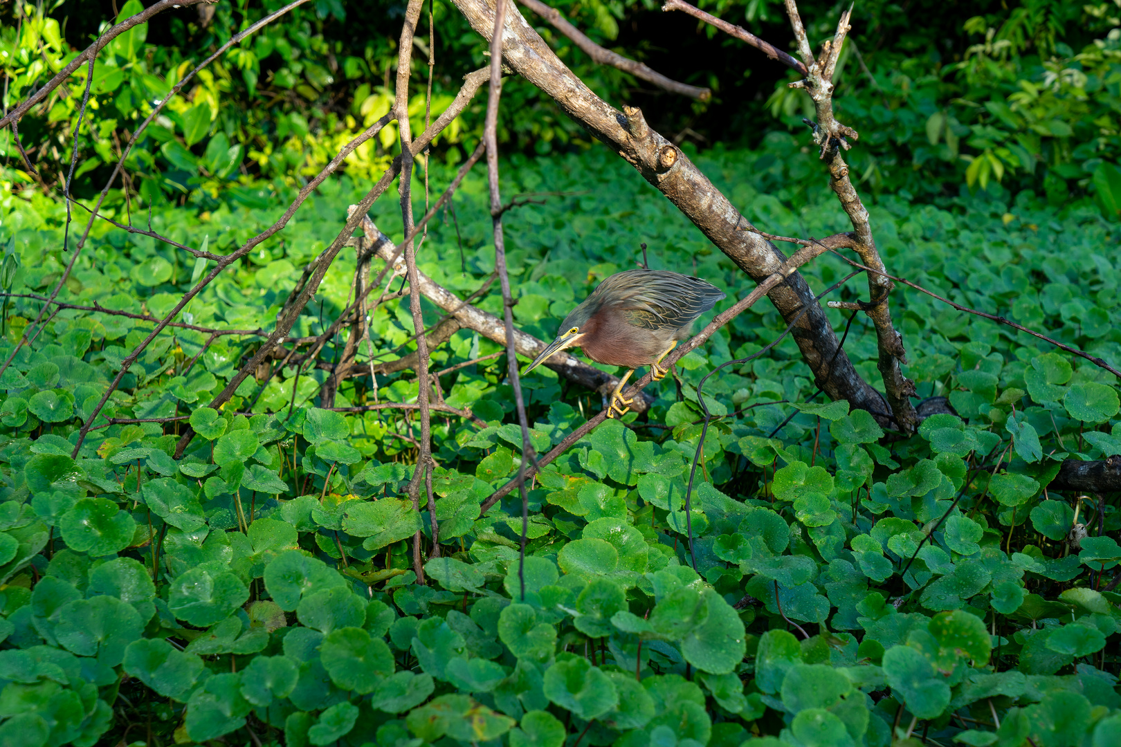 Grünreiher im Tortuguero NP