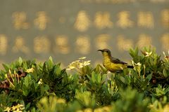 Grünrücken Nektarvogel