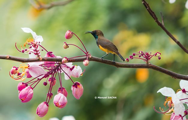 Grünrücken-Nektarvogel (Cinnyris jugularis)