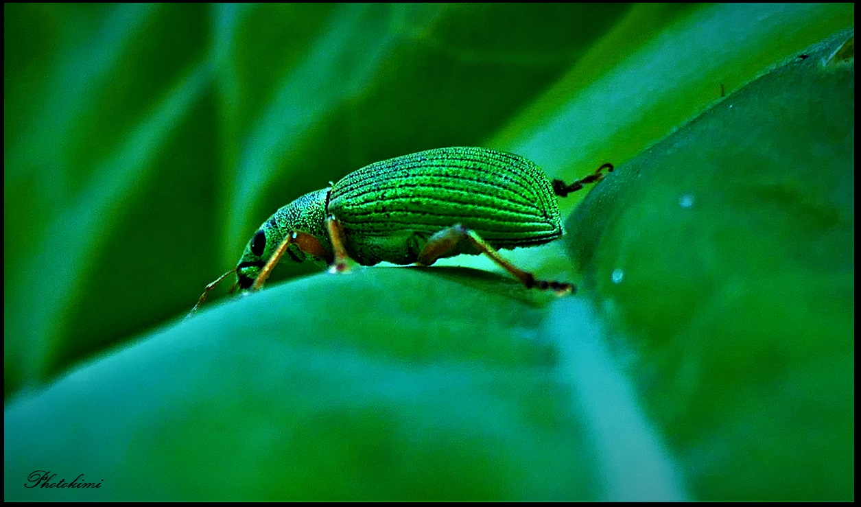 Grünrüssler auf dem Blatt des Ackersenfs (II)