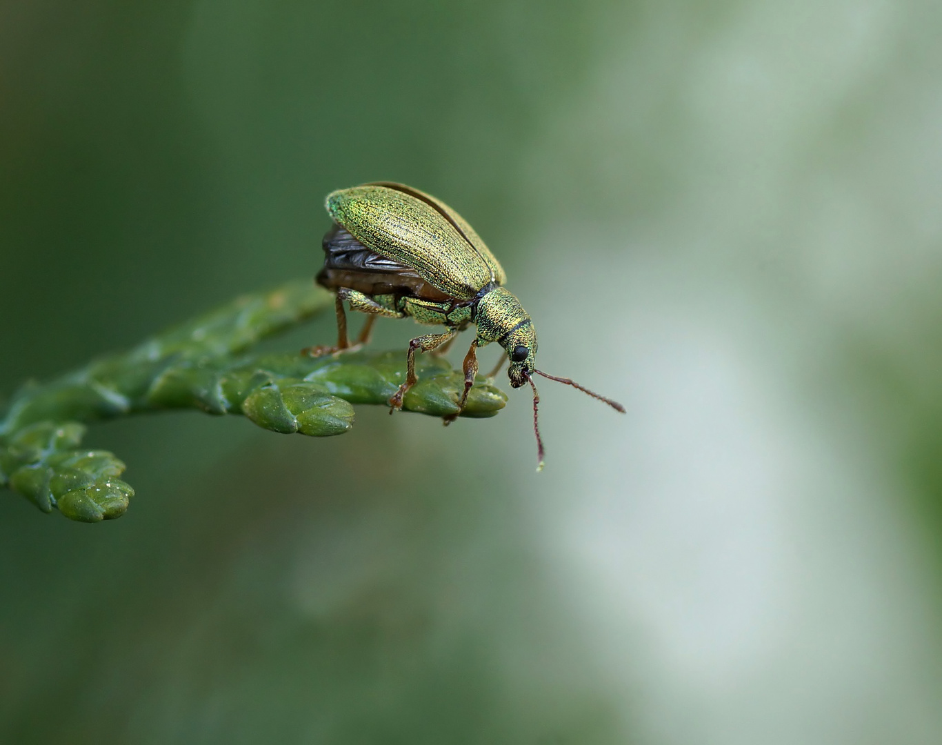 Grünrüssler (Phyllobius arborator)