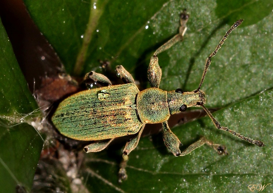 Grünrüßler (Phyllobius calcaratus)...