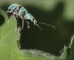 Grünrüssler ( Phyllobius maculicornis )