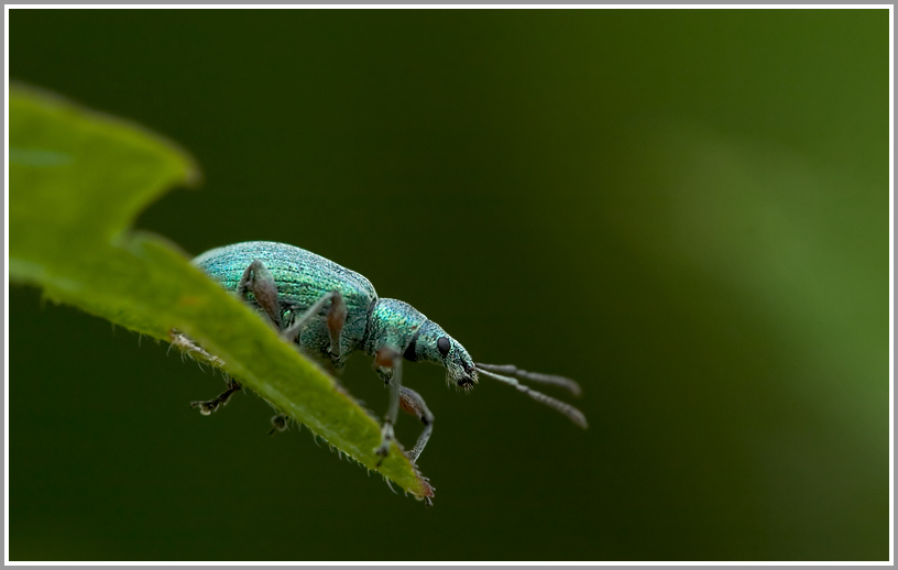 Grünrüssler (Phyllobius pomaceus)