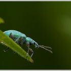 Grünrüssler (Phyllobius pomaceus)