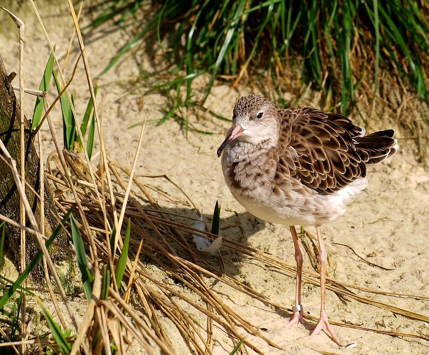 Grünschenkel