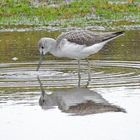 Grünschenkel im Flachwasser