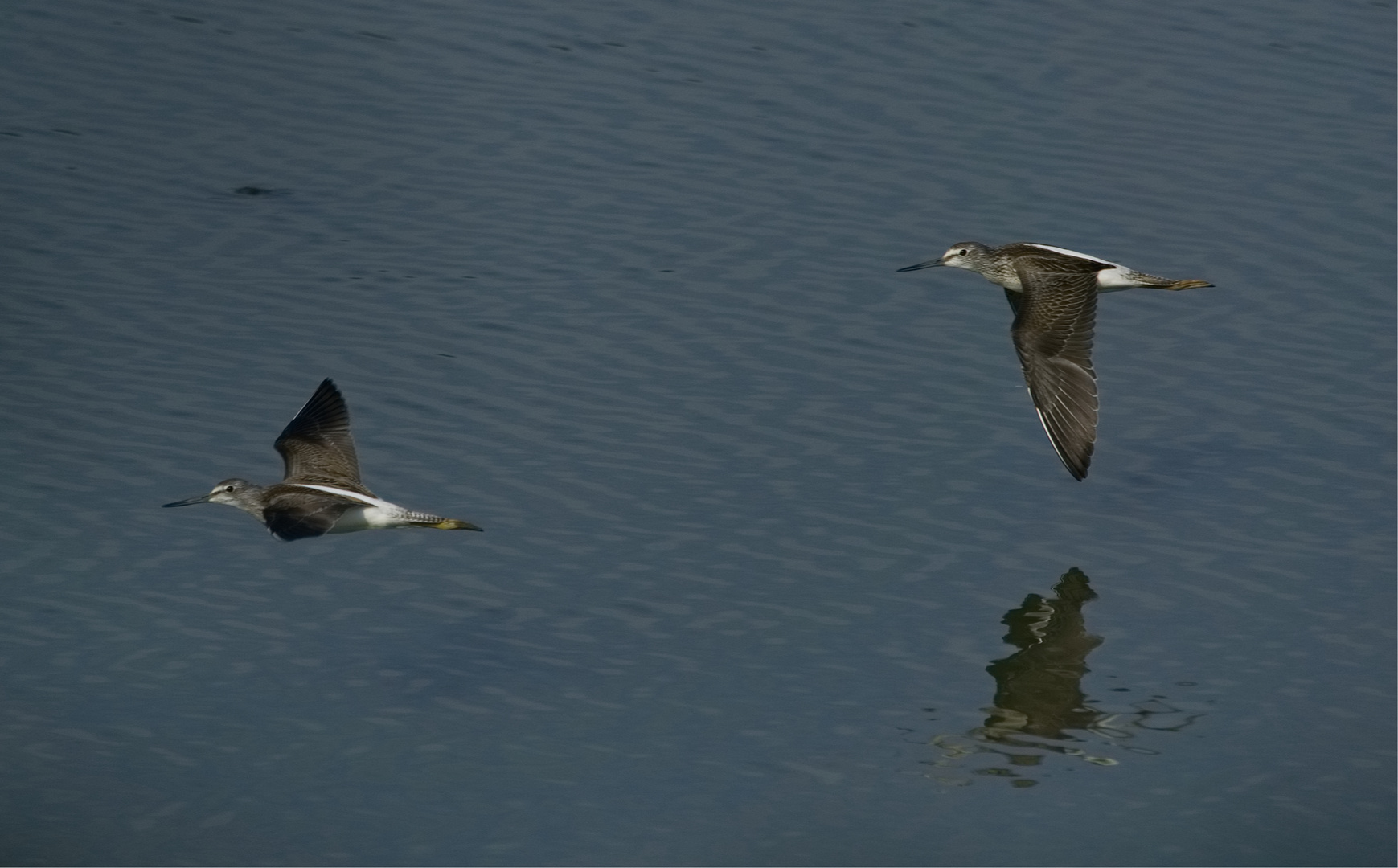  Grünschenkel im Flug