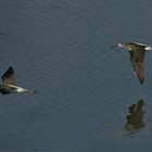  Grünschenkel im Flug