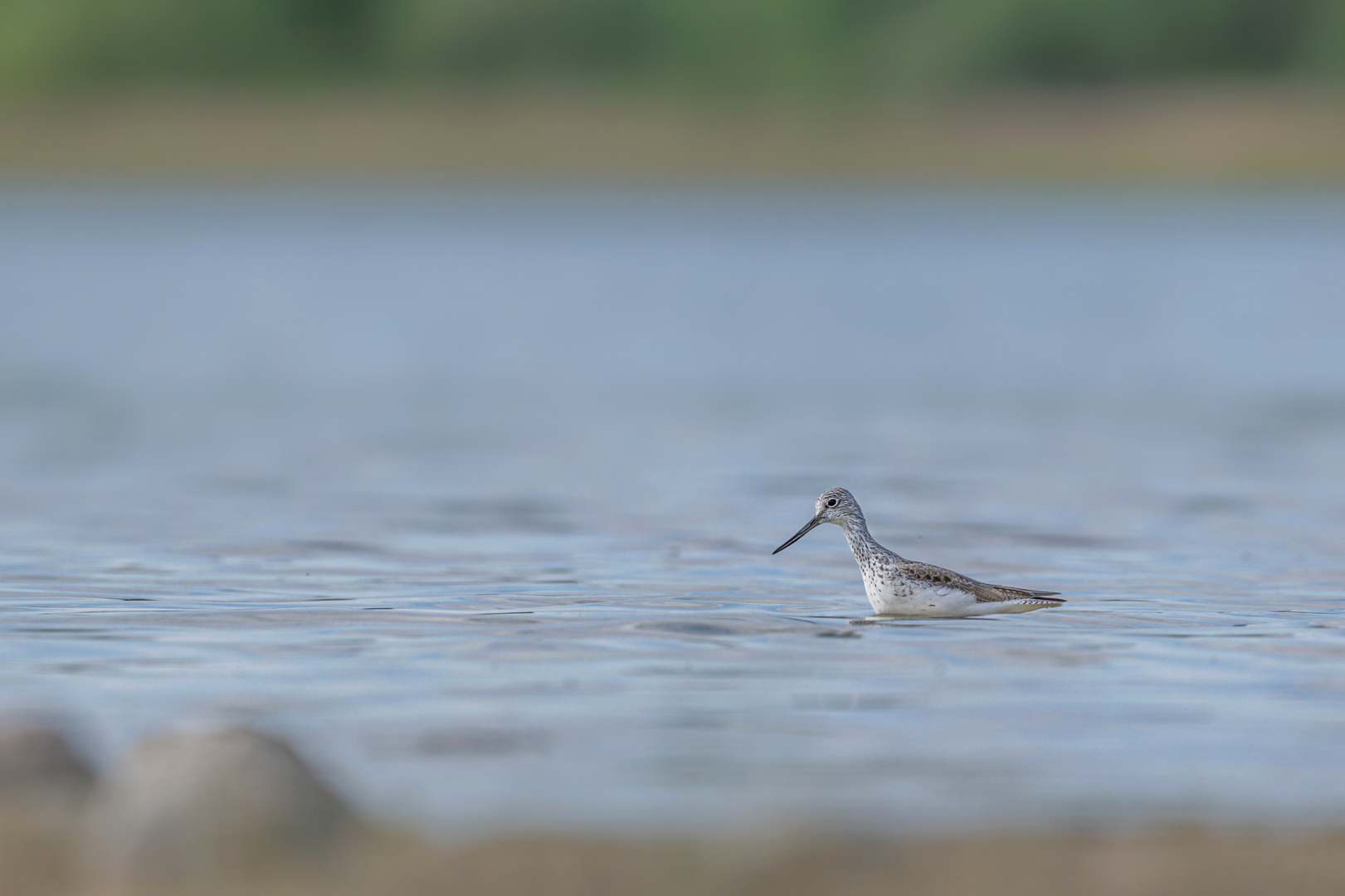 Grünschenkel (Tringa nebularia)