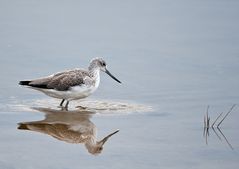 Grünschenkel (Tringa nebularia) 2.