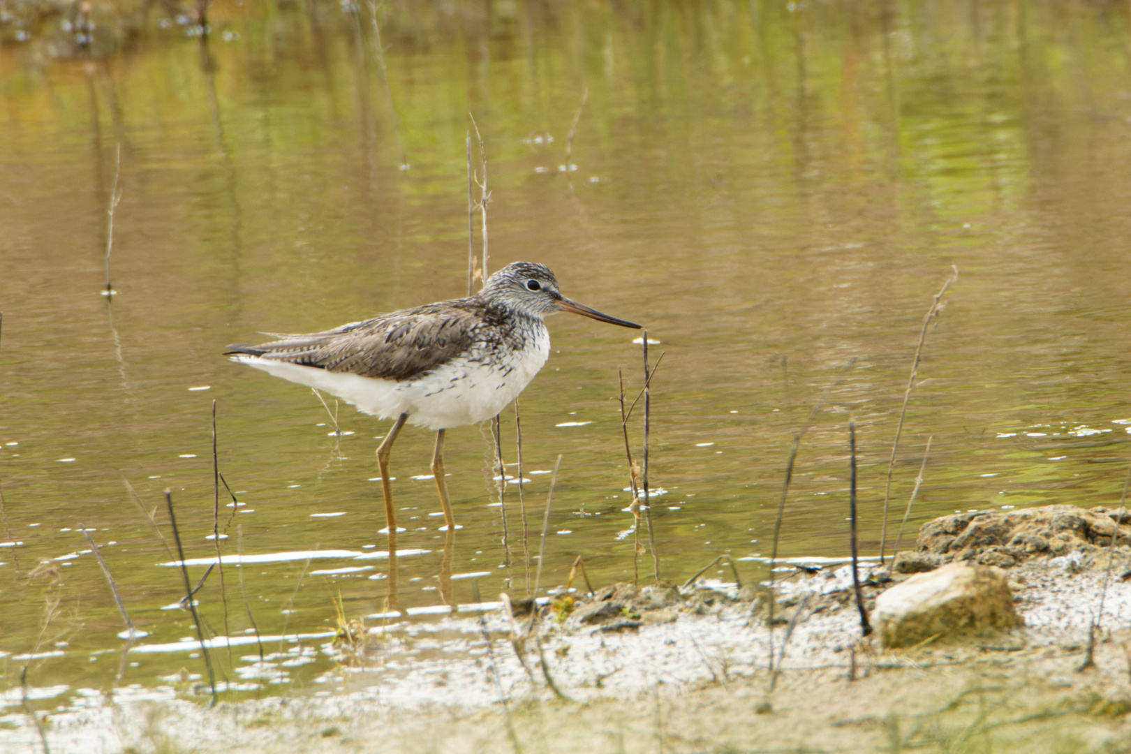 Grünschenkel (Tringa nebularia)