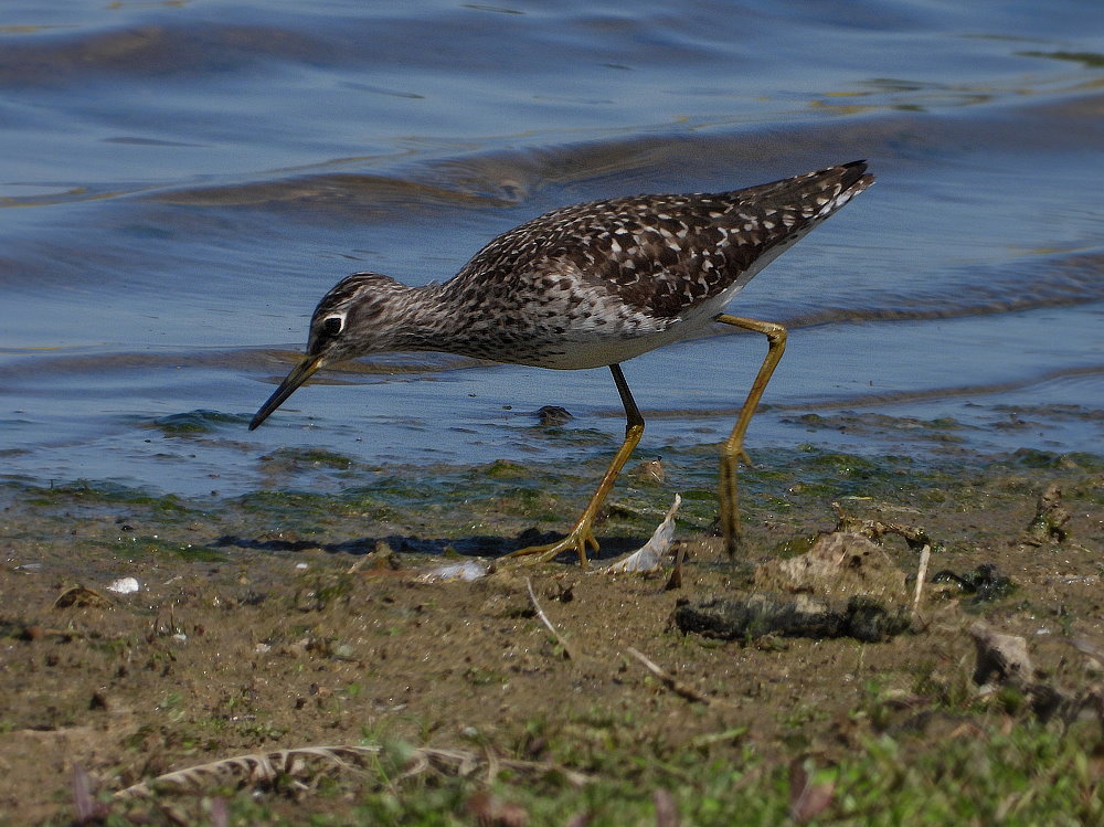 Grünschenkel (Tringa nebularia)