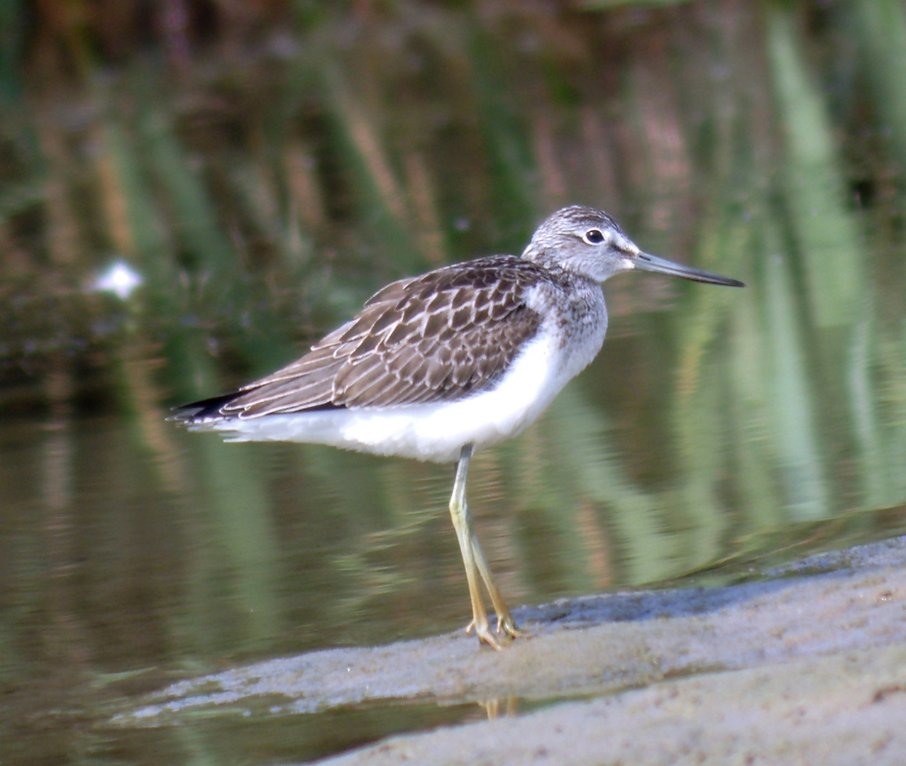 Grünschenkel (Tringa nebularia)