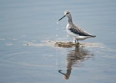 Grünschenkel (Tringa nebularia)