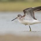 Grünschenkel (Tringa nebularia)