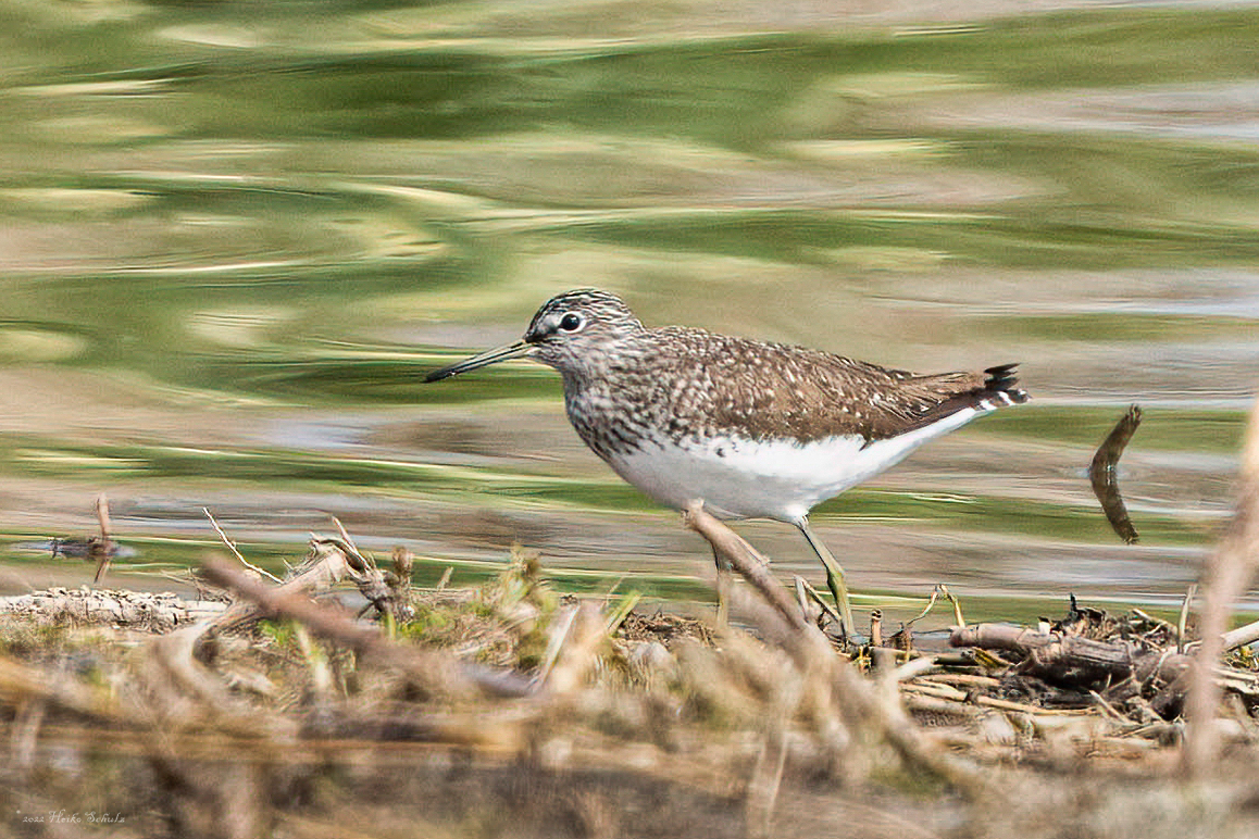 Grünschenkel - Tringa nebularia - 