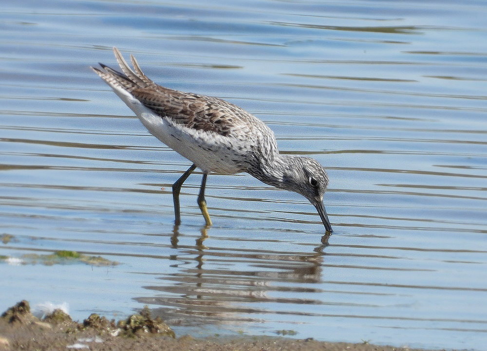 Grünschenkel (Tringa nebularia)