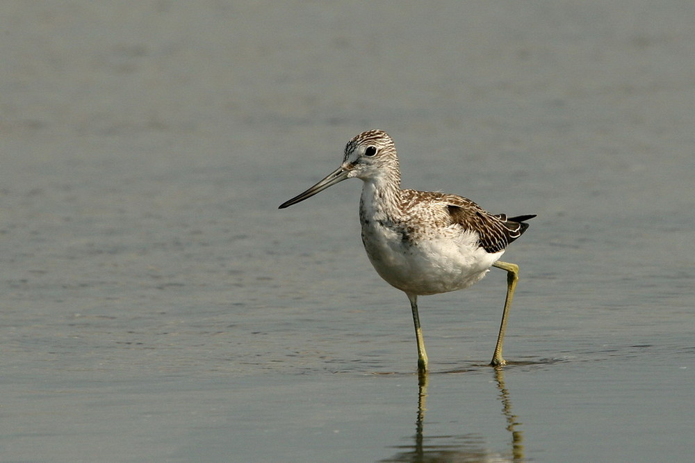 Grünschenkel (Tringa nebularia)