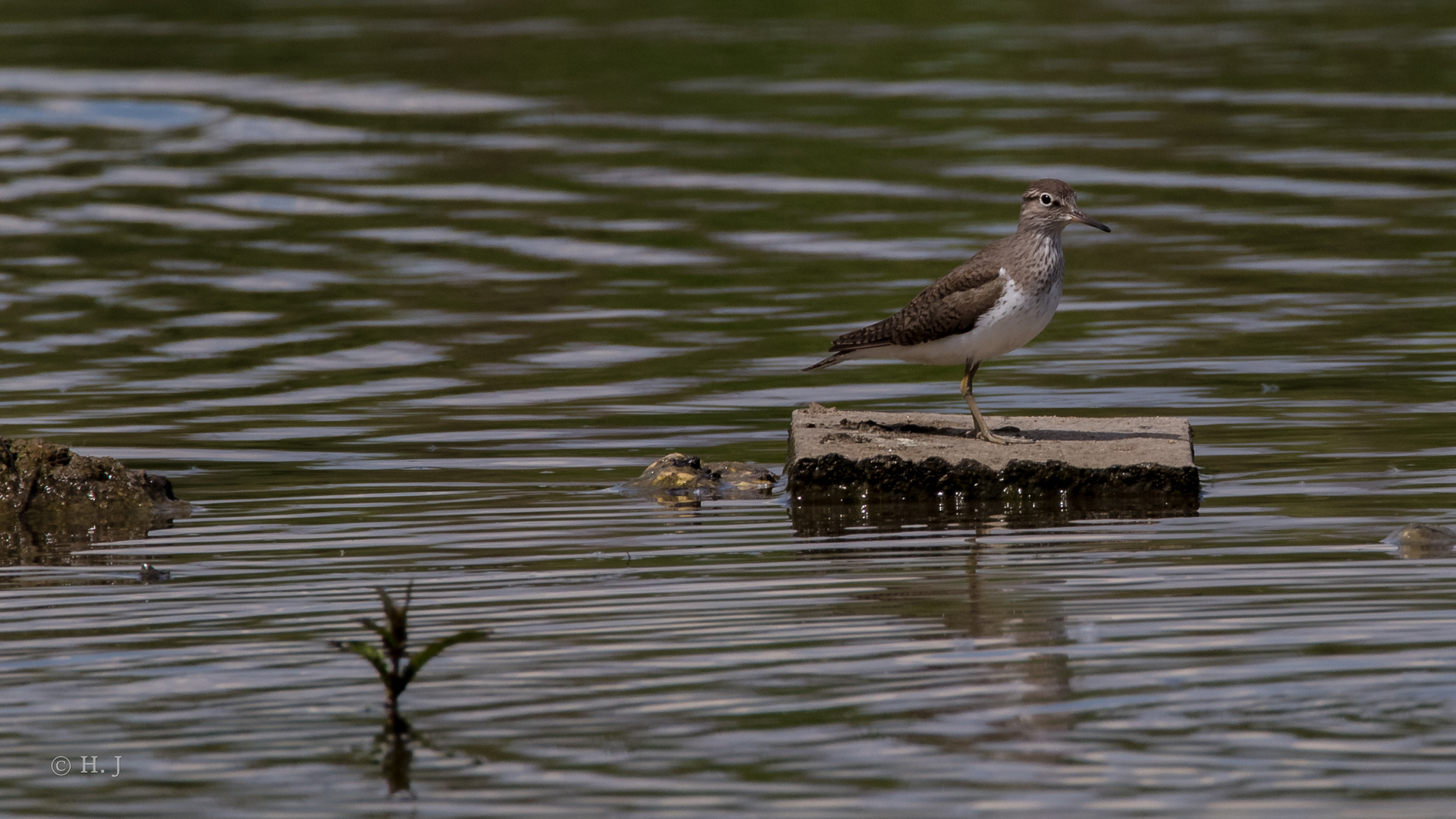 Grünschenkel (Tringa nebularia)