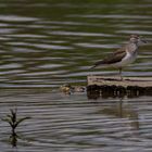 Grünschenkel (Tringa nebularia)