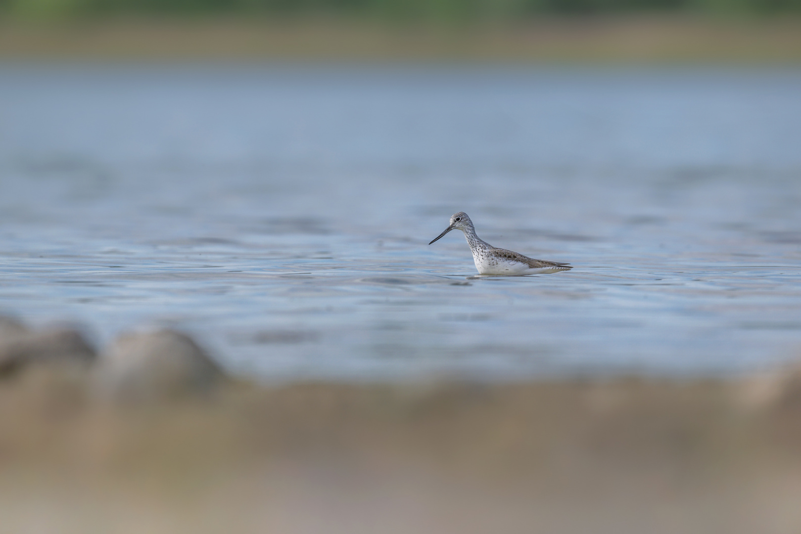 Grünschenkel (Tringa nebularia)