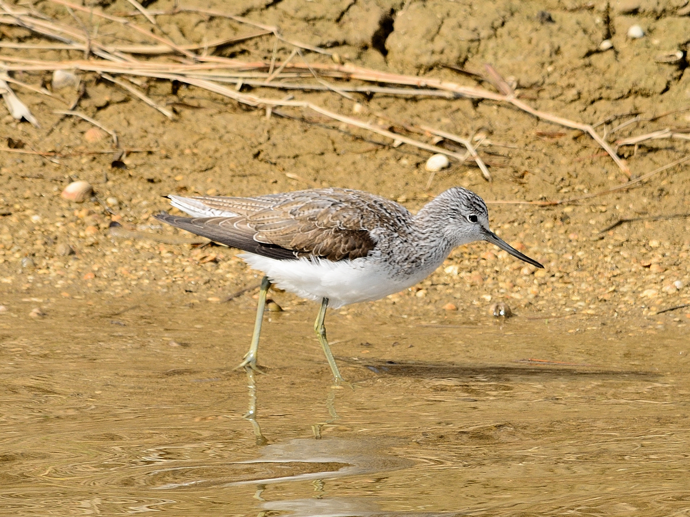 Grünschenkel (Tringa nebularia), Common greenshank, Archibebe claro 