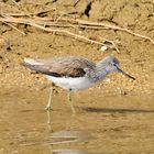 Grünschenkel (Tringa nebularia), Common greenshank, Archibebe claro 