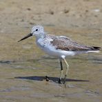 Grünschenkel (Tringa nebularia), Common greenshank, Archibebe claro