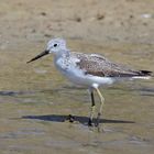 Grünschenkel (Tringa nebularia), Common greenshank, Archibebe claro