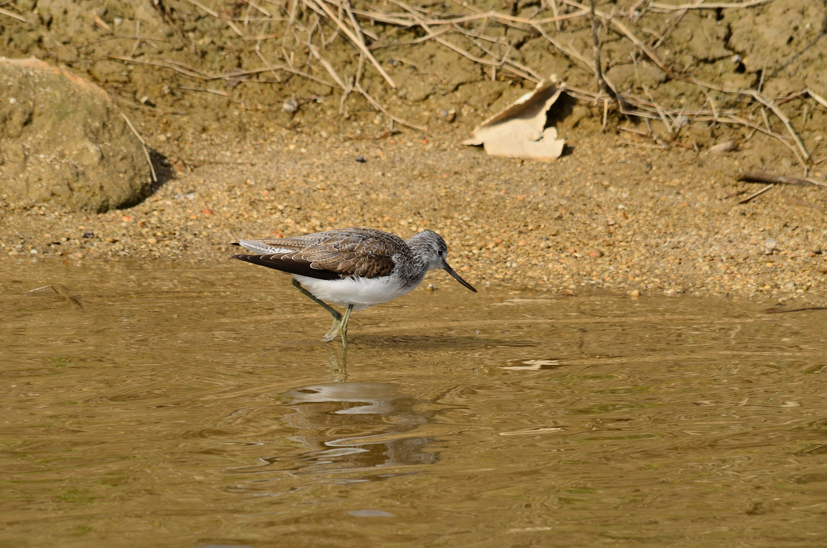 Grünschenkel (Tringa nebularia), Common greenshank, Archibebe claro 