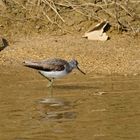 Grünschenkel (Tringa nebularia), Common greenshank, Archibebe claro 