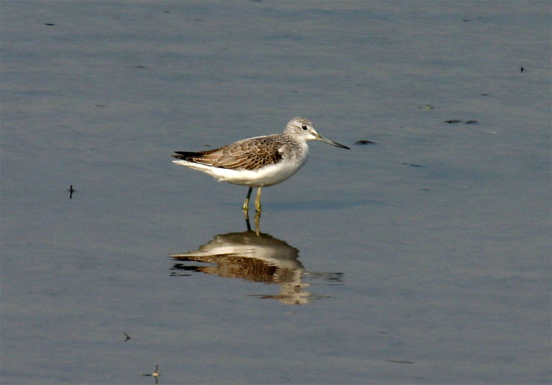 Grünschenkel (Tringa nebularia)