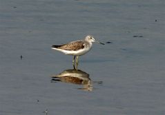 Grünschenkel (Tringa nebularia)