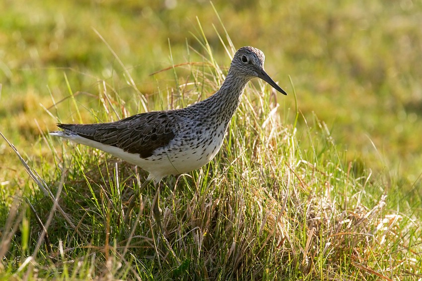 Grünschenkel (Tringa nebularia)