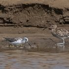 Grünschenkel (Tringa nebularia) unter Beobachtung des Regenbrachvogel (Numenius phaeopus)