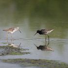 Grünschenkel und Dunkler Wasserläufer