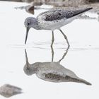 ...Grünschenkel,Limikolenzug und "Natur"-Fotografen...