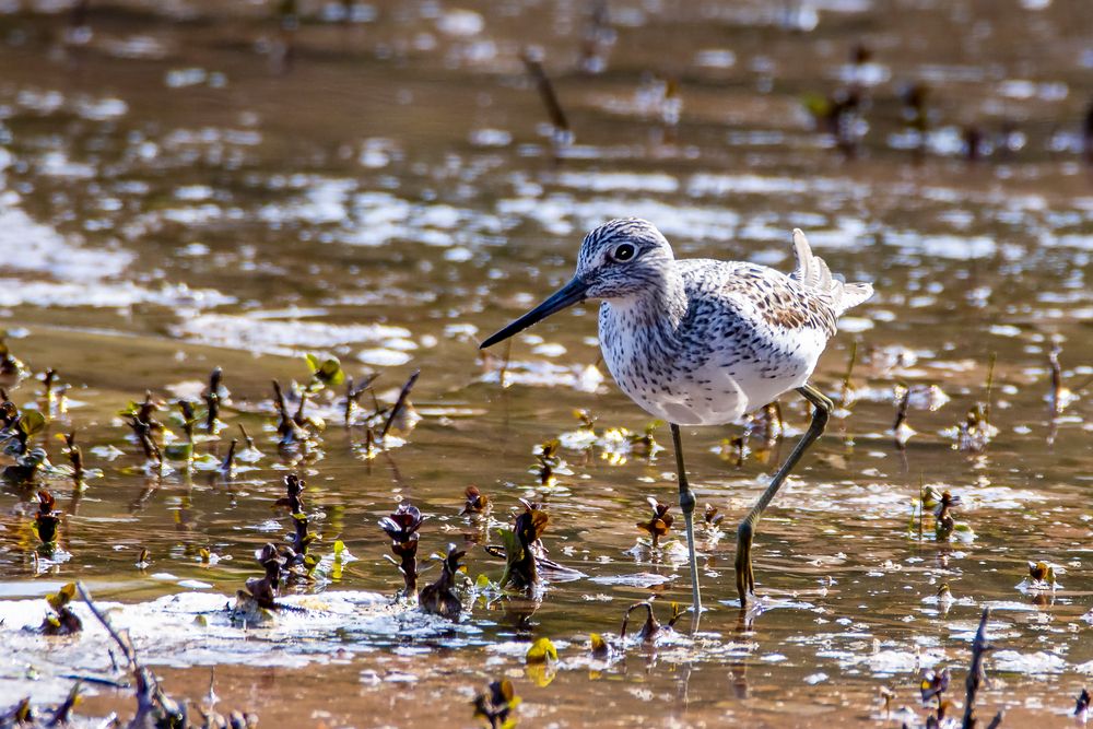 Grünschenkel_MG_2690