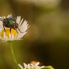 Grünschimmerfliege an wilder Kamille