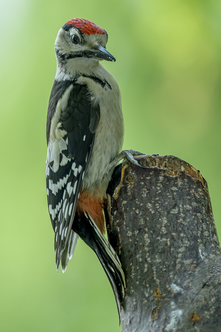 Grünschnabel Foto & Bild nikon, natur, vogel Bilder auf