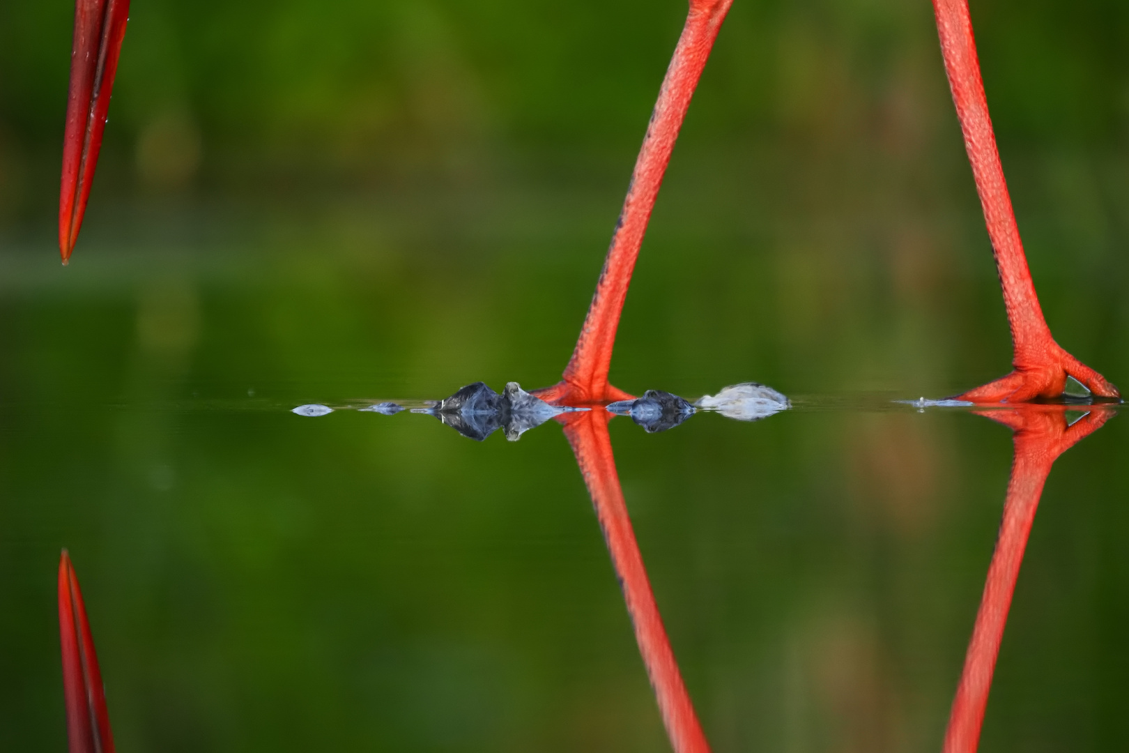 grünschwarzrot und fisch