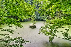 "Grünsee" im Wald