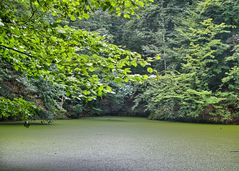 "Grünsee" im Wald II