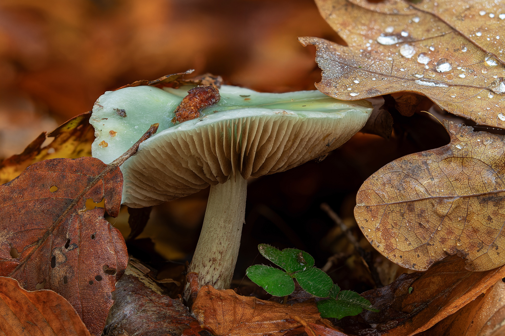 Grünspan Träuschling im Herbstlaub