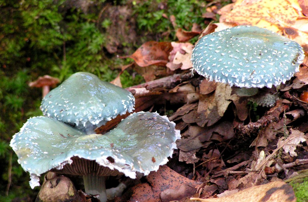 Grünspan -Träuschling ( Stropharia aeruginosa )