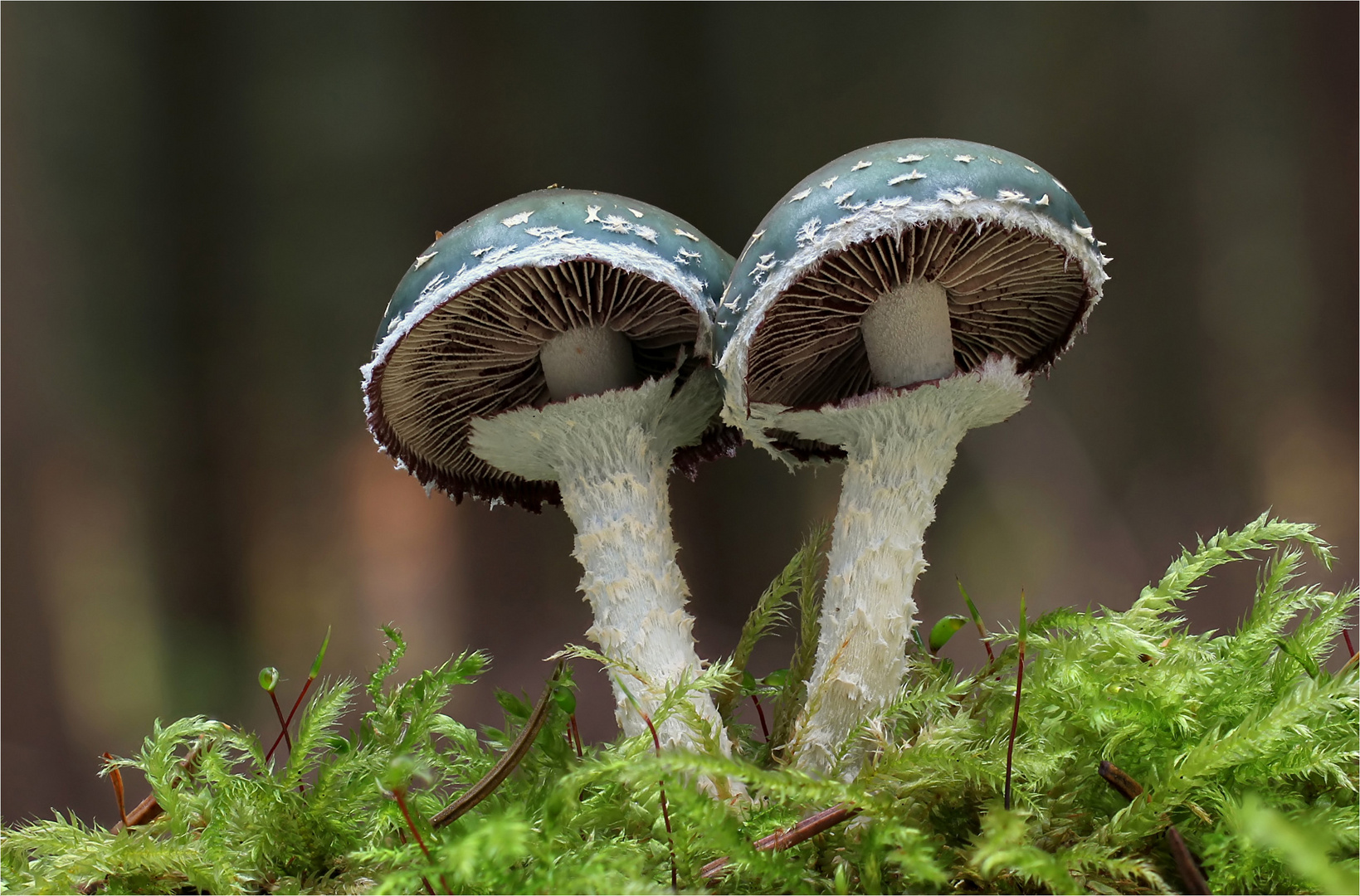 Grünspan-Träuschling (Stropharia aeruginosa)