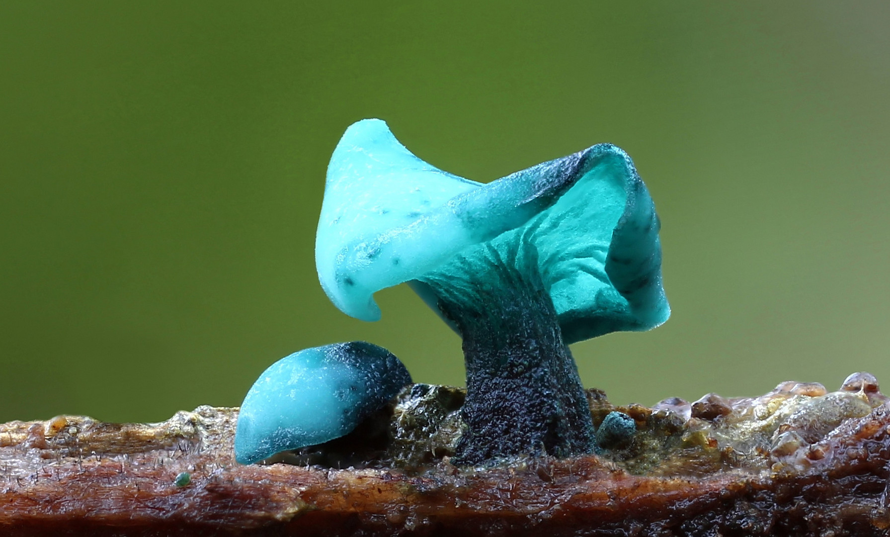 Grünspanbecherling (Chlorociboria aeruginascens)