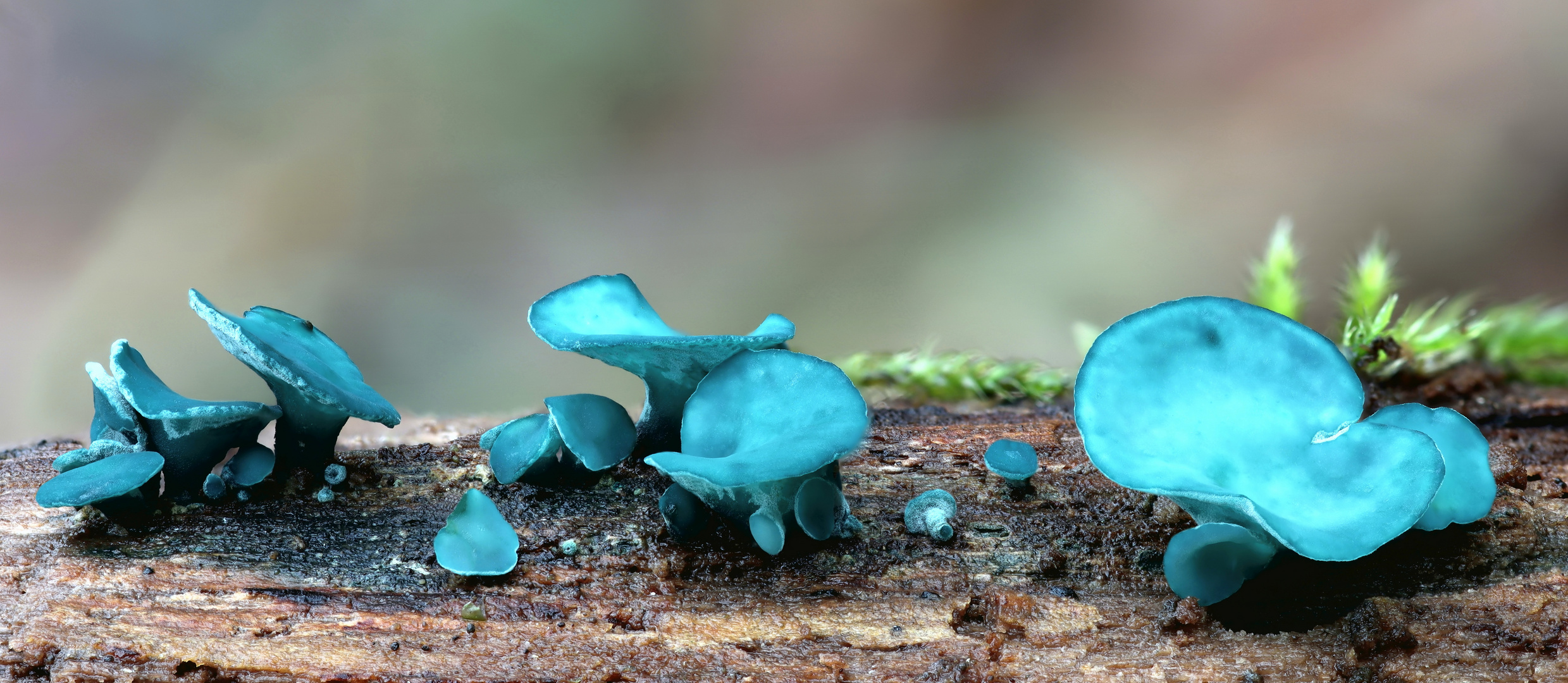 Grünspanbecherling (Chlorociboria aeruginascens)